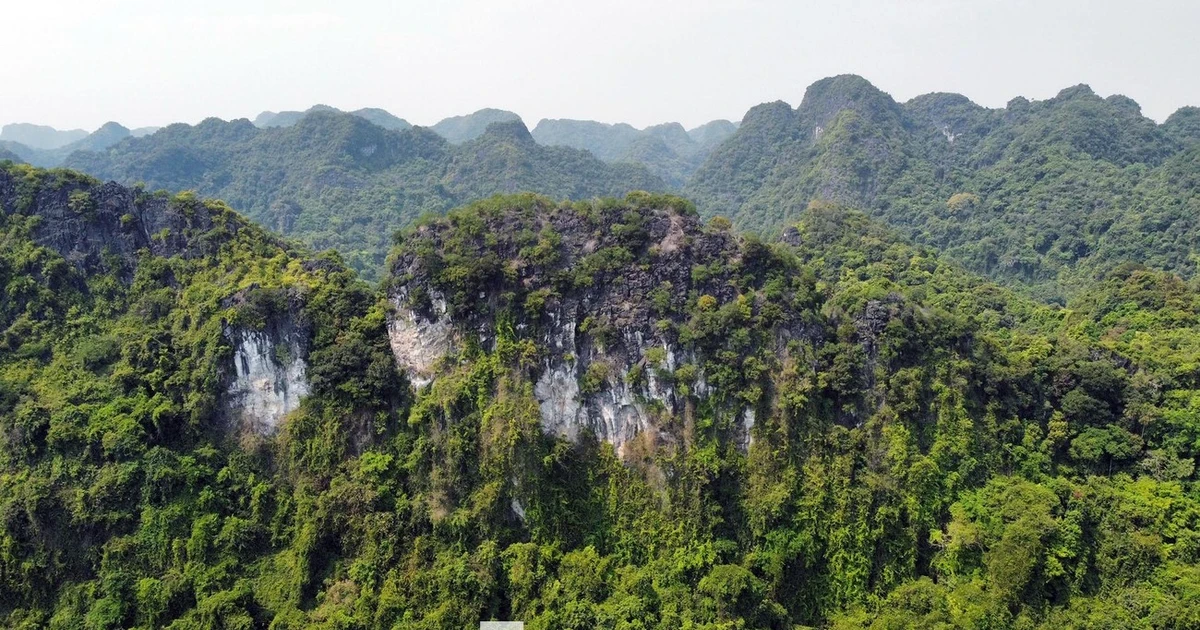 Hải Phòng muốn sử dụng nguồn thu từ tín chỉ carbon