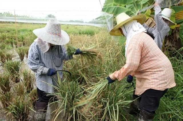 Trung Quốc cấm nhập khẩu một mặt hàng, nhà máy Thái Lan nguy cơ đóng cửa hàng loạt - ảnh 1