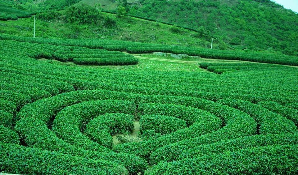 Cách trung tâm Hà Nội 200km có nơi được mệnh danh là 'Đà Lạt của miền Bắc', đang bước vào mùa hồng chín rực rỡ - ảnh 4