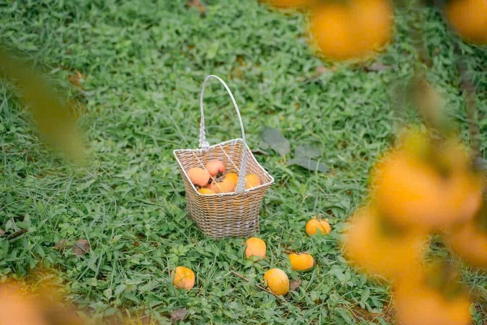 Cách trung tâm Hà Nội 200km có nơi được mệnh danh là 'Đà Lạt của miền Bắc', đang bước vào mùa hồng chín rực rỡ - ảnh 2