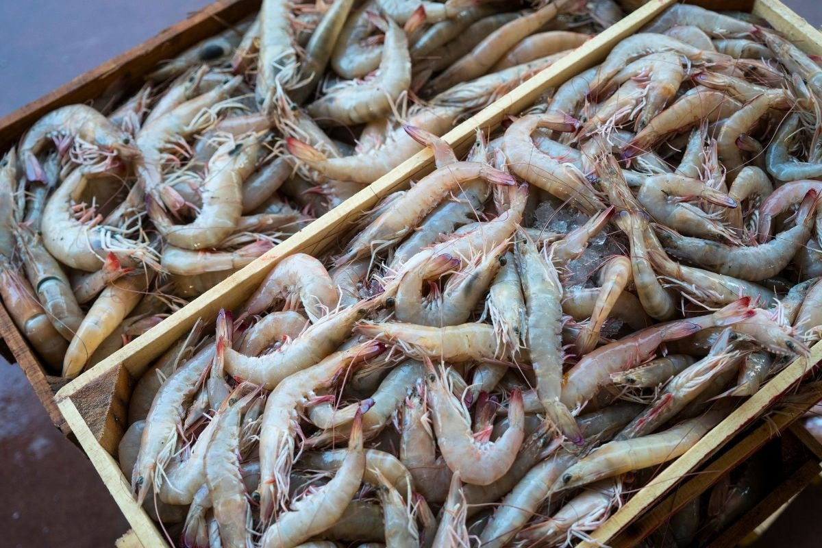 Loạt lô tôm và giày xuất khẩu từ một nước Đông Nam Á bị phát hiện nhiễm xạ, hàng trăm container bị thu hồi Loạt lô tôm và giày xuất khẩu từ một nước Đông Nam Á bị phát hiện nhiễm xạ, hàng trăm container bị thu hồi