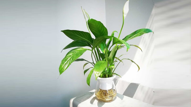 NASA chỉ ra 10 loại cây cảnh thanh lọc không khí, tốt cho sức khỏe - ảnh 7