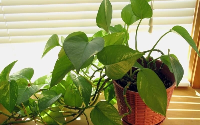 NASA chỉ ra 10 loại cây cảnh thanh lọc không khí, tốt cho sức khỏe - ảnh 8