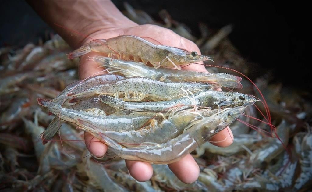 Sớm hoàn thành kế hoạch năm, một cổ phiếu ngành tôm được khuyến nghị 'GIỮ' với dư địa tăng 9%