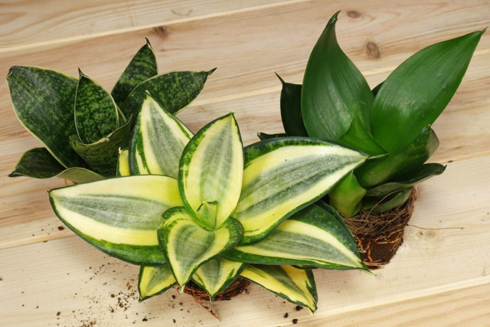 NASA chỉ ra 10 loại cây cảnh thanh lọc không khí, tốt cho sức khỏe - ảnh 2