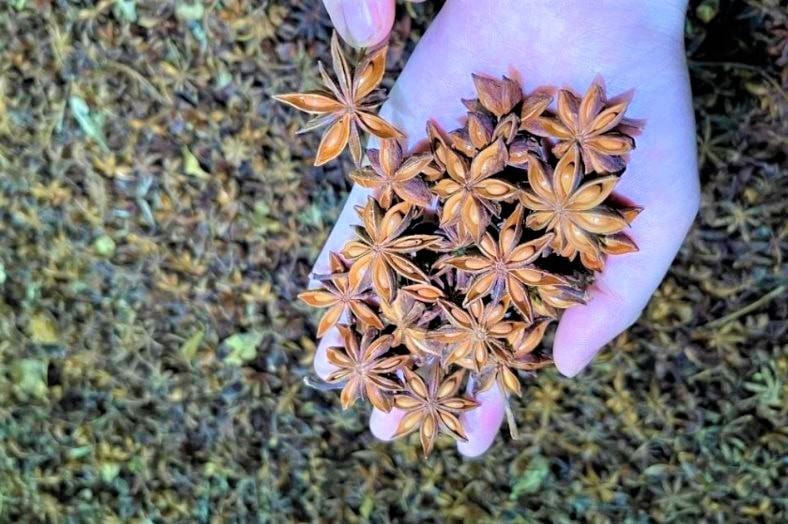 Những năm gần đây, xuất khẩu hoa hồi của Việt Nam có nhiều bước phát triển