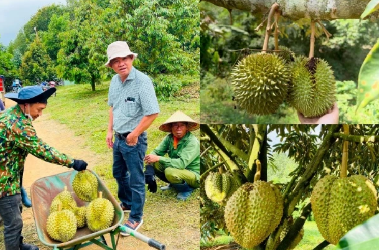 HAGL vào vụ sầu riêng 70.000 gốc, xây thêm kho lạnh 20.000m² để trữ hàng trái vụ