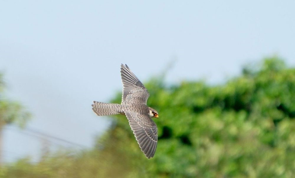 Xuất hiện 'khách lạ' cực hiếm tại Hà Nội - ảnh 2