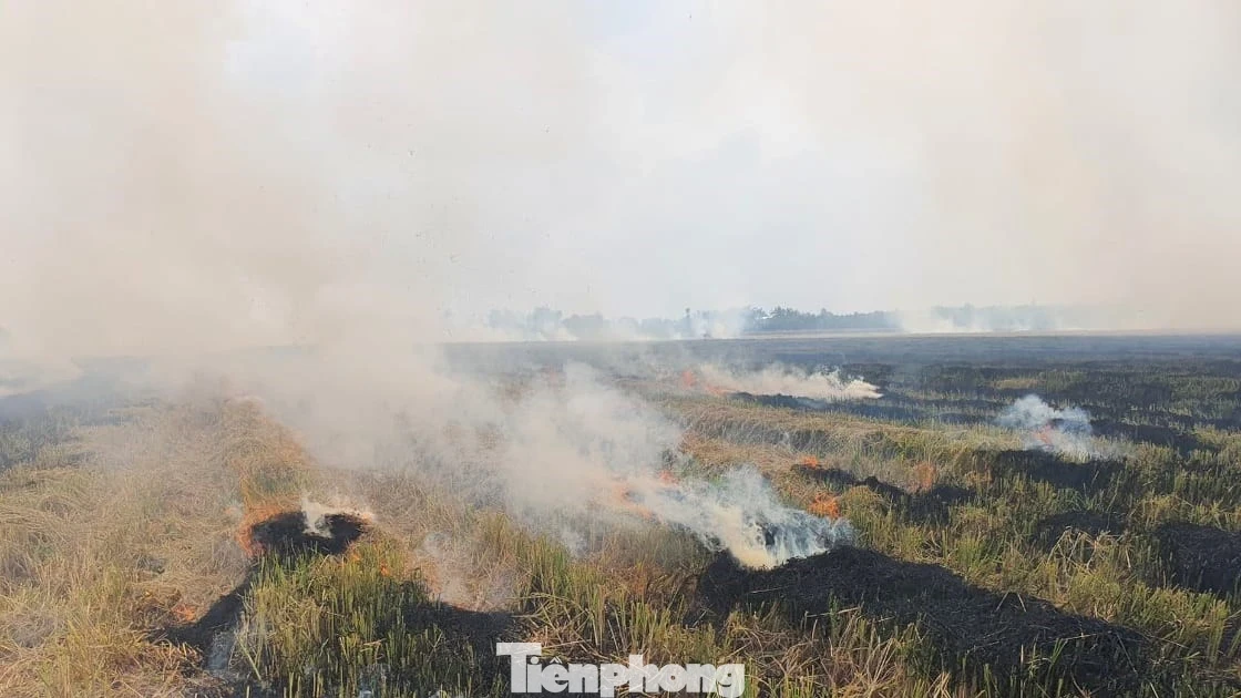 Sản xuất lúa phát thải thấp: Không đốt rơm, rạ gây ô nhiễm