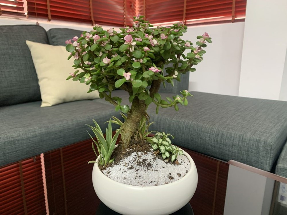 3 loại cây trong nhà càng trồng càng hưng thịnh - ảnh 3