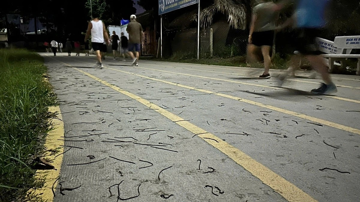 Giun đất bò lên mặt đường. Giun đất bò lên mặt đường.