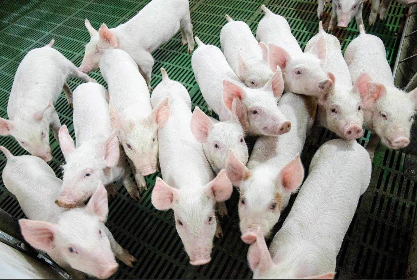 Bom tấn nông nghiệp Hòa Phát sắp chào sàn: Vốn hóa vượt Dabaco, BAF - liệu có đáng xuống tiền?