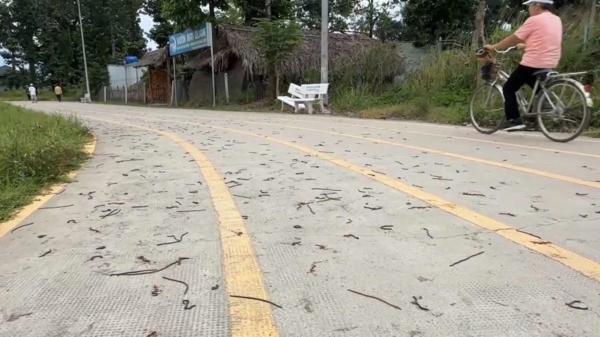 Người dân cũng hoảng hốt khi thấy giun đất quá nhiều. Người dân cũng hoảng hốt khi thấy giun đất quá nhiều.