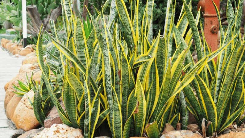 6 loại cây được NASA khuyên trồng trong nhà, 3 cây nên tránh - ảnh 1