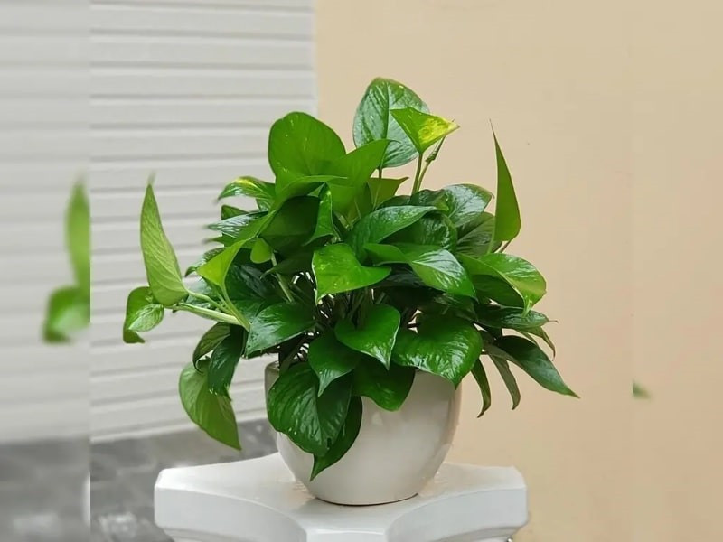 6 loại cây được NASA khuyên trồng trong nhà, 3 cây nên tránh - ảnh 2