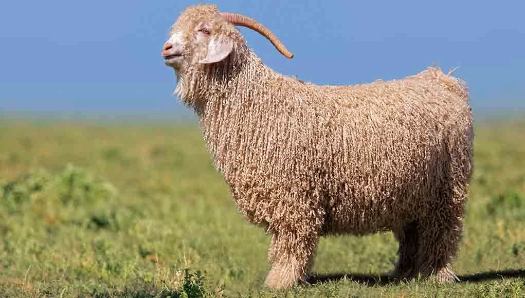 angora-goat-1763623854322-17636238551311660903528-1763625413333-17636254135471472950225-1763687314998-1763687315319532772877.webp