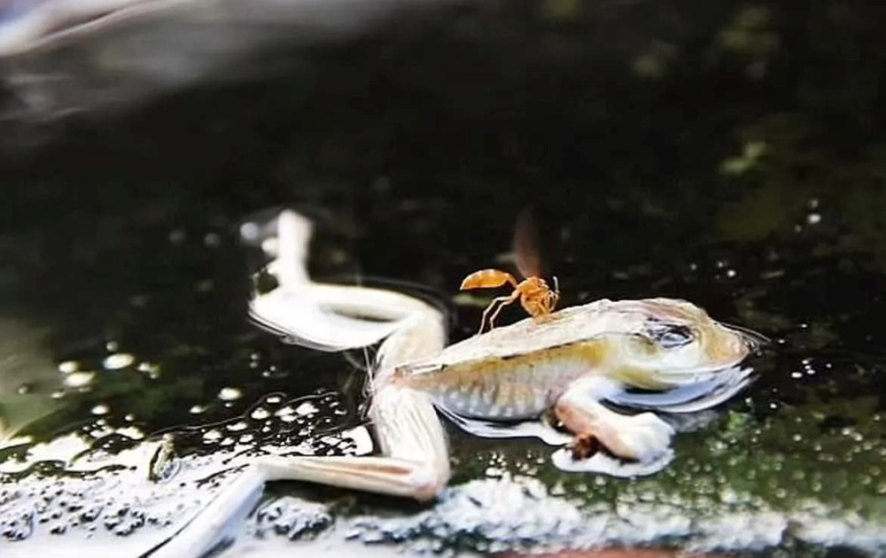 Quốc gia duy nhất trên thế giới sở hữu dòng sông sôi sùng sục, nhiệt độ nước lên đến 100 độ C, nằm gọn trong lòng rừng mưa nhiệt đới - ảnh 4