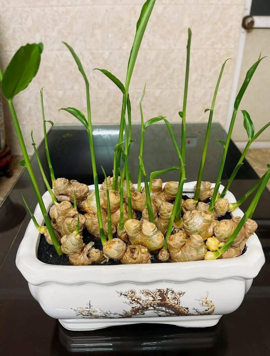 5 điều cần biết khi chơi chậu gừng trong nhà - ảnh 1