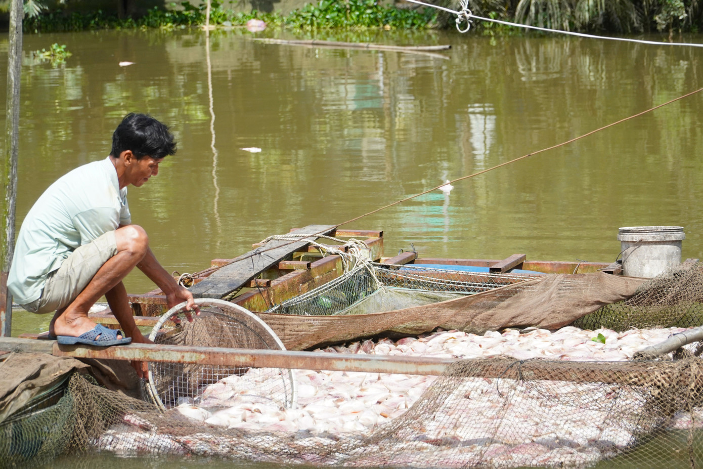 Theo kết quả kiểm tra, trong 2 ngày có hơn 74 tấn cá chết. dsc03989.jpg