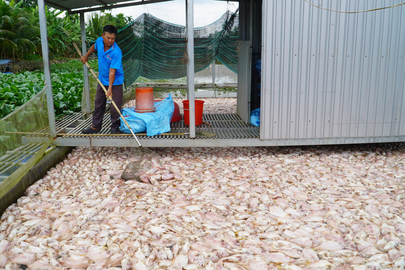 Sở NN&MT Cần Thơ vừa có báo cáo về tình hình cá chết. ca.jpg