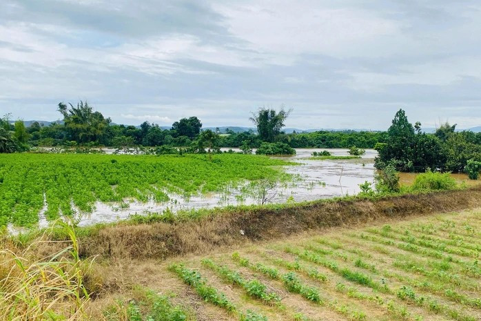 Hoa màu trên địa bàn xã Đak Lua bị ngập. (Ảnh: UBND xã Đak Lua) daklua-edited-1763908261700-1764140414029309801372.jpg