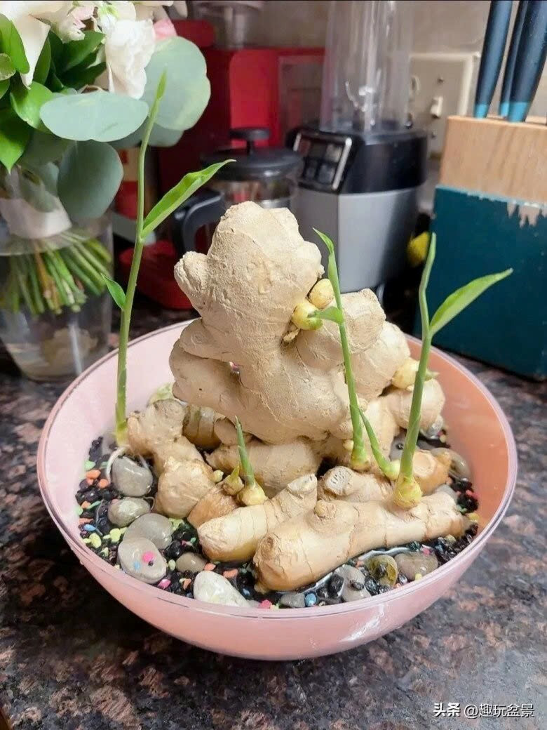 Trồng gừng theo quy tắc này, 7 ngày sau mầm cây tươi tốt, gia tăng vận khí cho gia chủ - ảnh 4