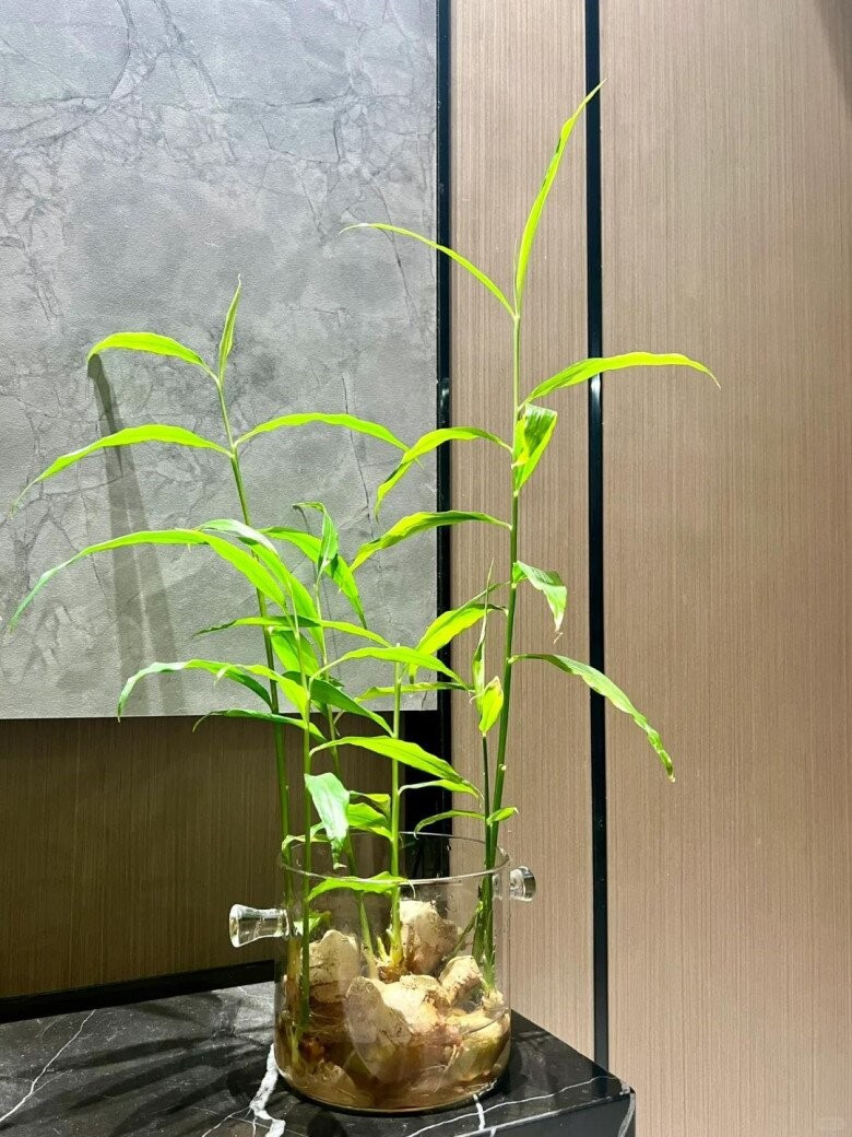 Trồng gừng theo quy tắc này, 7 ngày sau mầm cây tươi tốt, gia tăng vận khí cho gia chủ - ảnh 2