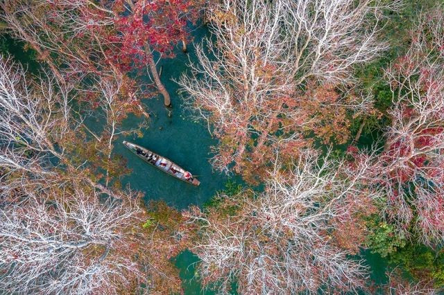 Miền Trung của Việt Nam có một nơi được ví như 'góc trời Âu thu nhỏ', rừng phong hương đổi màu đẹp ngỡ ngàng - ảnh 5