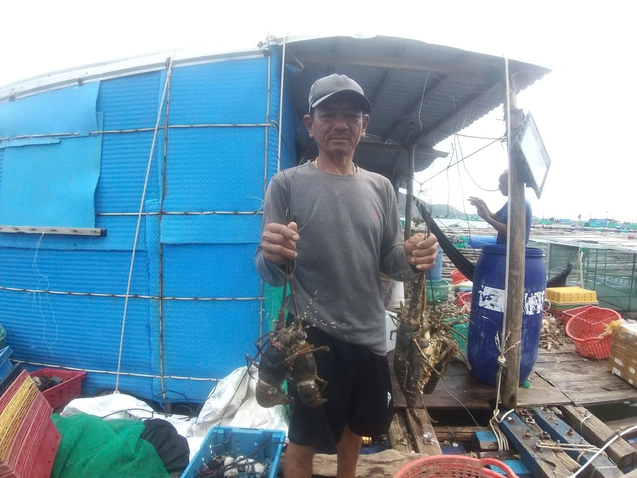 Người dân nuôi tôm hùm bị thiệt hại nặng nề. tienphong-4-5989.jpg