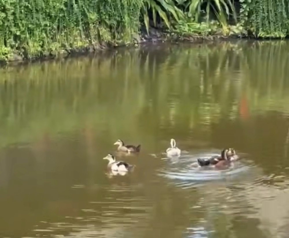 Vinpearl Nha Trang phát 'tin khẩn' - ảnh 5