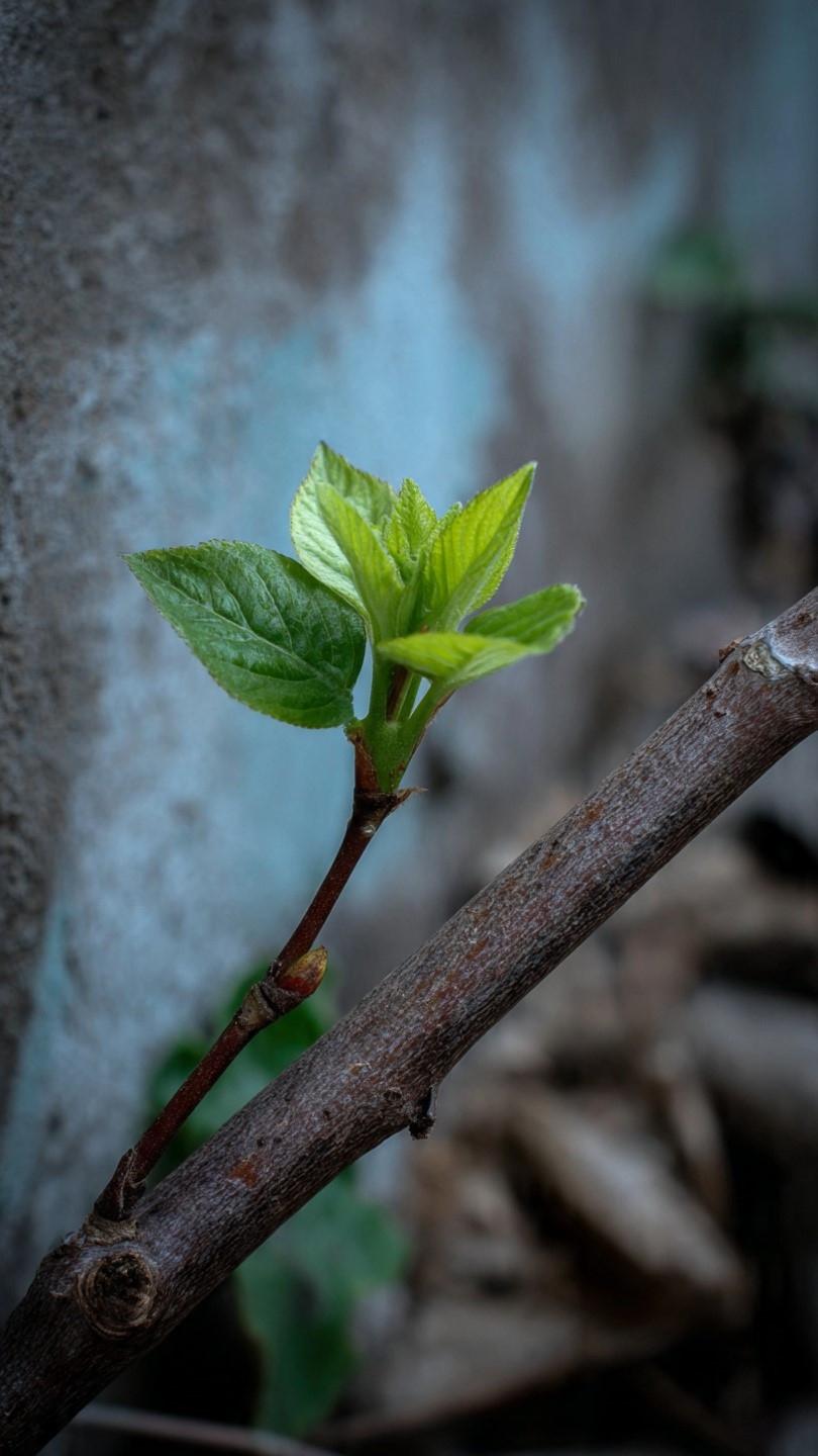 7 dấu hiệu cho thấy nhà bạn đang có phong thủy tốt, tài lộc dồi dào, gia đạo êm ấm - ảnh 4