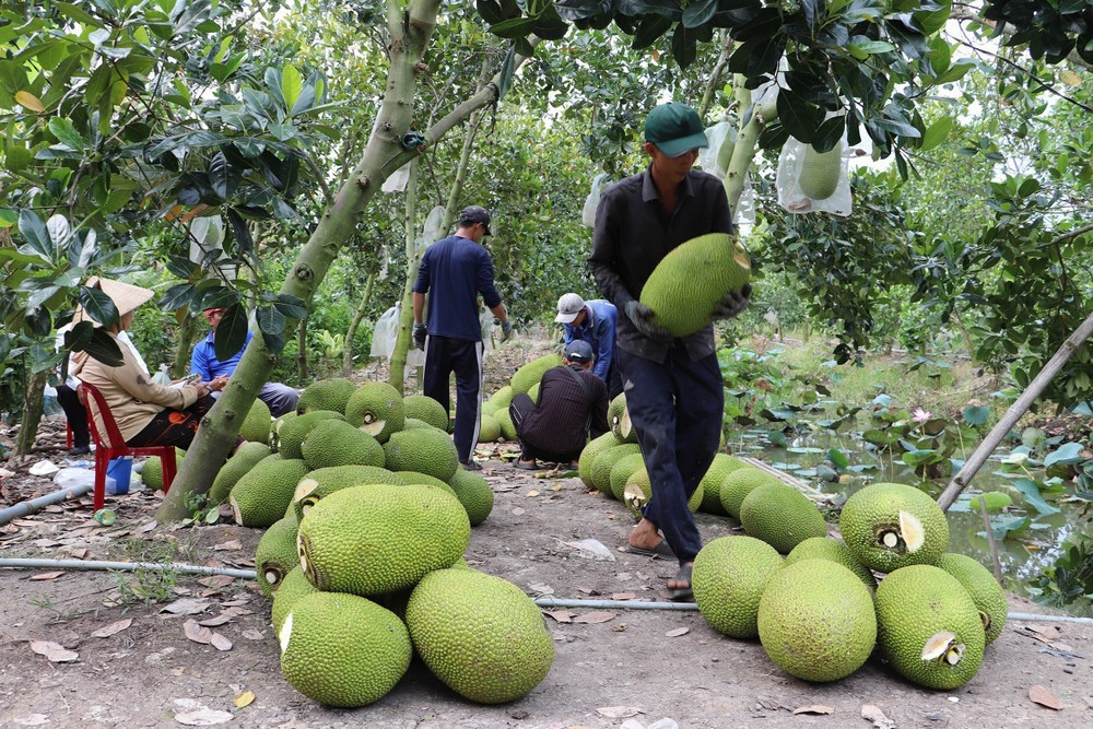 Việc mít tươi ký Nghị định thư xuất khẩu chính ngạch sang Trung Quốc giúp người trồng mít có đầu ra ổn định hơn. trong-mit-05062025-01.jpg