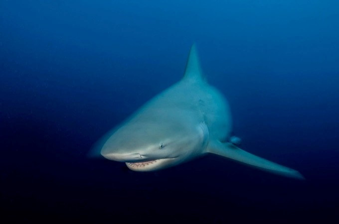 Cô gái 25 tuổi bị cá mập cắn chết - ảnh 1