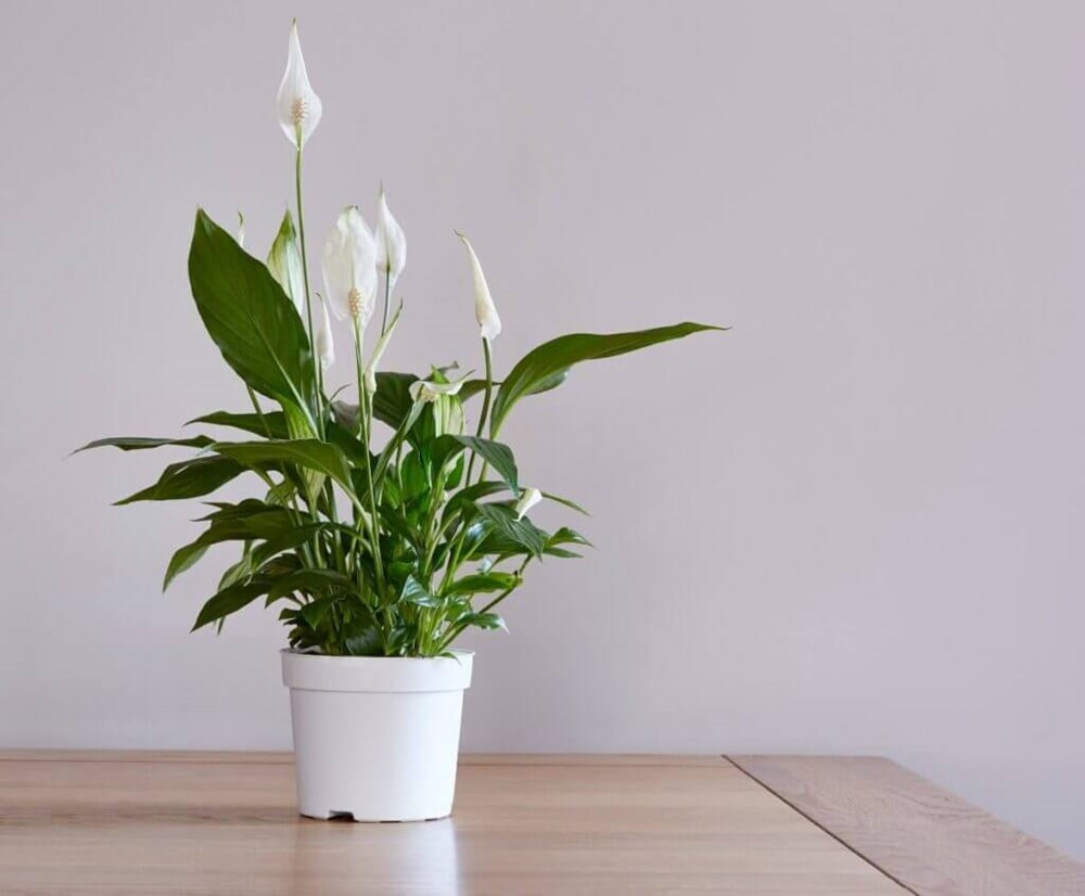 6 loại cây hợp mệnh Thủy nên đặt trên bàn làm việc để thu hút tài lộc, cân bằng năng lượng - ảnh 3