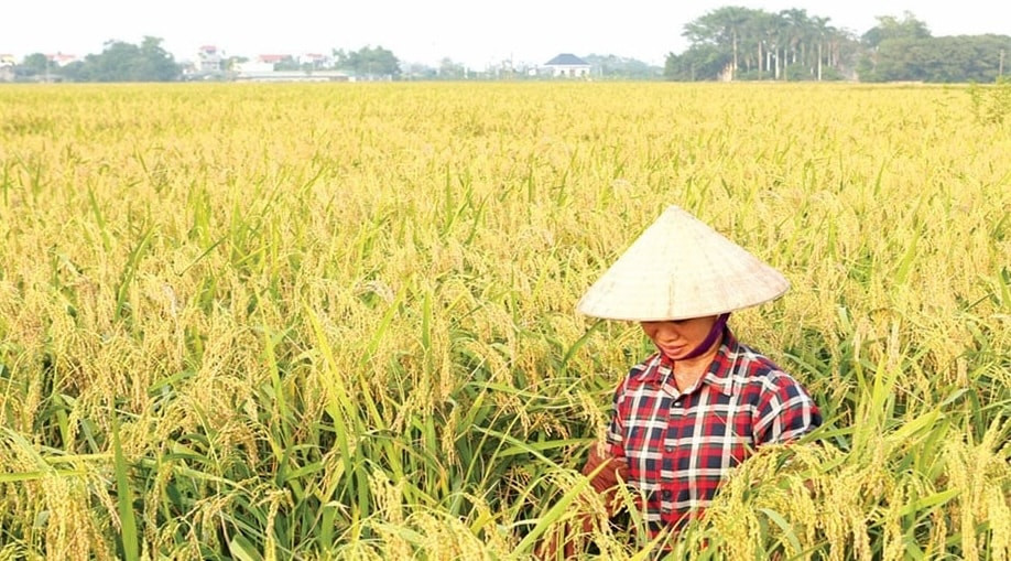 Nông dân Ninh Bình có cánh đồng ‘vàng rực’ thẳng cánh cò bay trị giá hàng tỷ đồng, đẹp tựa trên phim: Nhà nào nhà nấy nay đều ‘lên đời’
