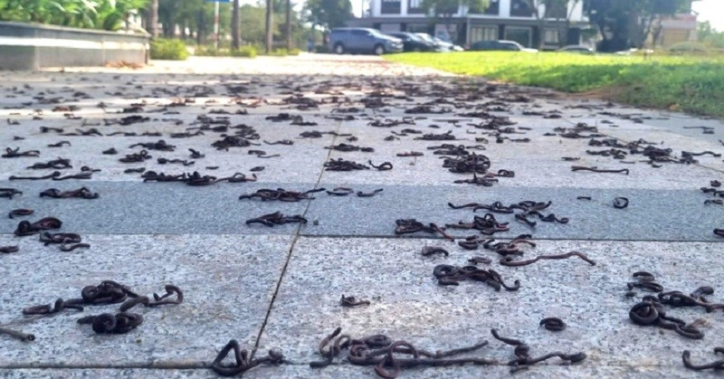 Phát hiện hàng nghìn con giun chết khô, nằm la liệt trên mặt đất ở Quảng Trị - ảnh 3