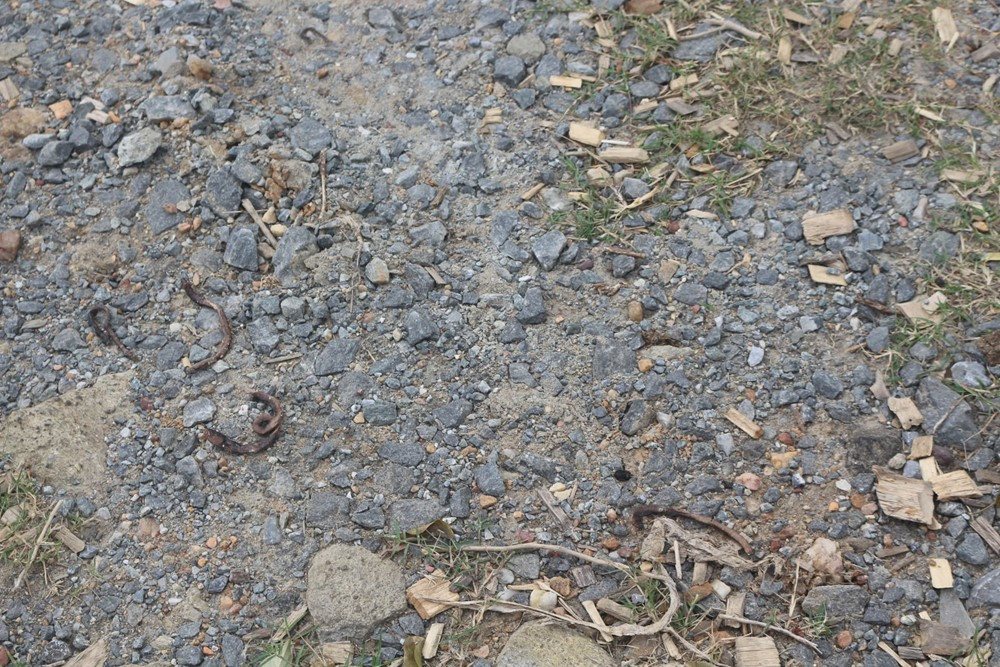 Phát hiện hàng nghìn con giun chết khô, nằm la liệt trên mặt đất ở Quảng Trị - ảnh 2