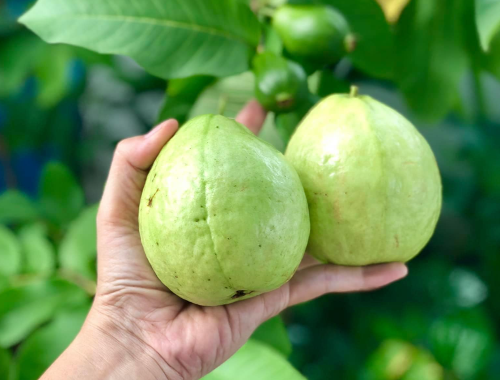 Bác sĩ đào tạo tại Harvard tiết lộ loại trái cây cực tốt cho hệ tiêu hóa - ảnh 2