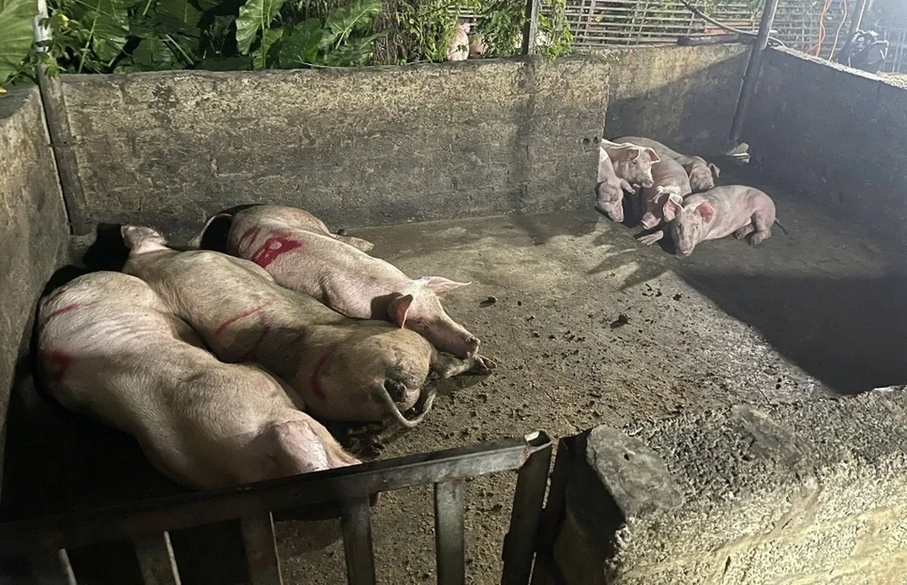 heo-bi-tieu-huy-do-dich-benh-duoc-ho-tro-40000-dongkg-1749349300129.webp