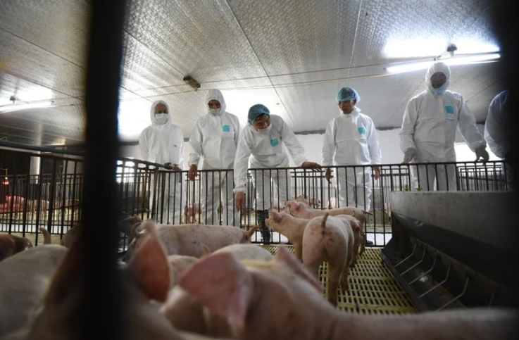 'Người trong ngành' báo tin vui cho Nông nghiệp Hòa Phát, Dabaco, BAF ngay trước Tết 2026