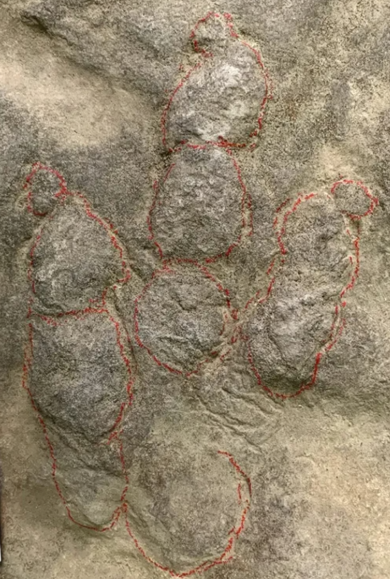 Nhặt bừa phiến đá về kê chân suốt 20 năm, hóa ra lại là ‘kho báu’ 190 triệu năm tuổi - ảnh 1