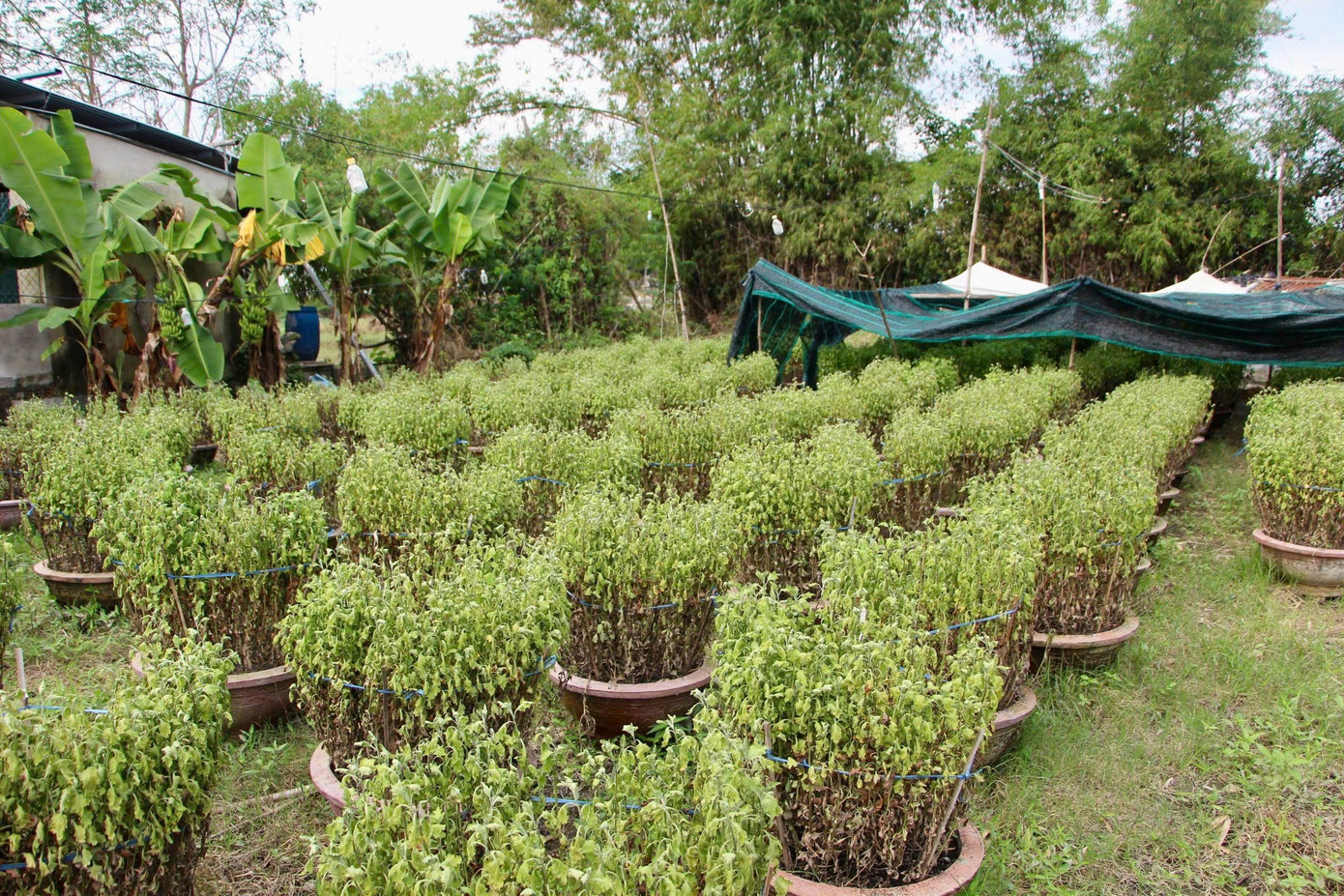 Theo anh Hưng, những chậu cúc này không thể cữu vãn được. hoacuc-1.jpg