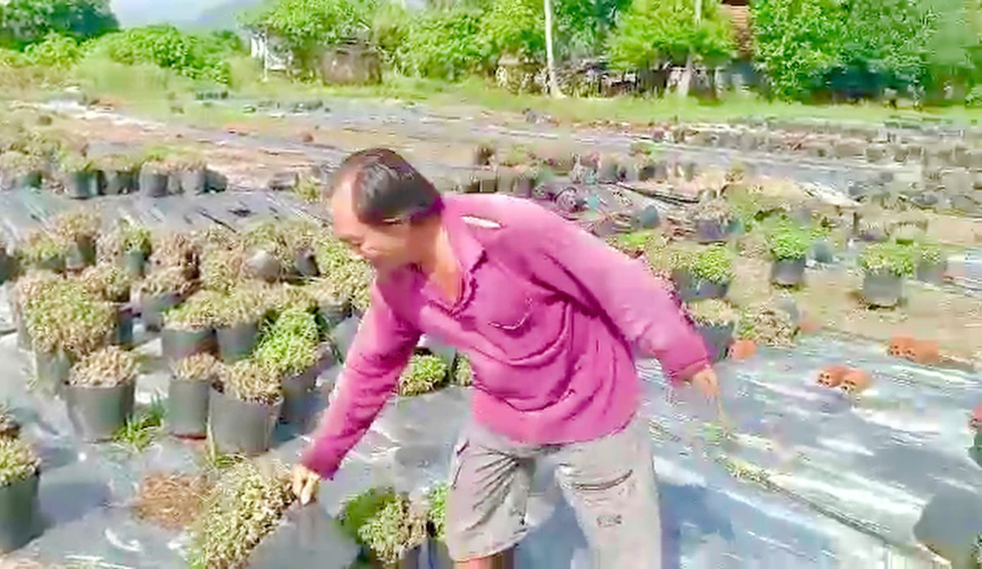 Khu vực vườn cúc của ông Trực ngập gần 2m trong đợt mưa lũ vừa qua. hoacuc-4.jpg