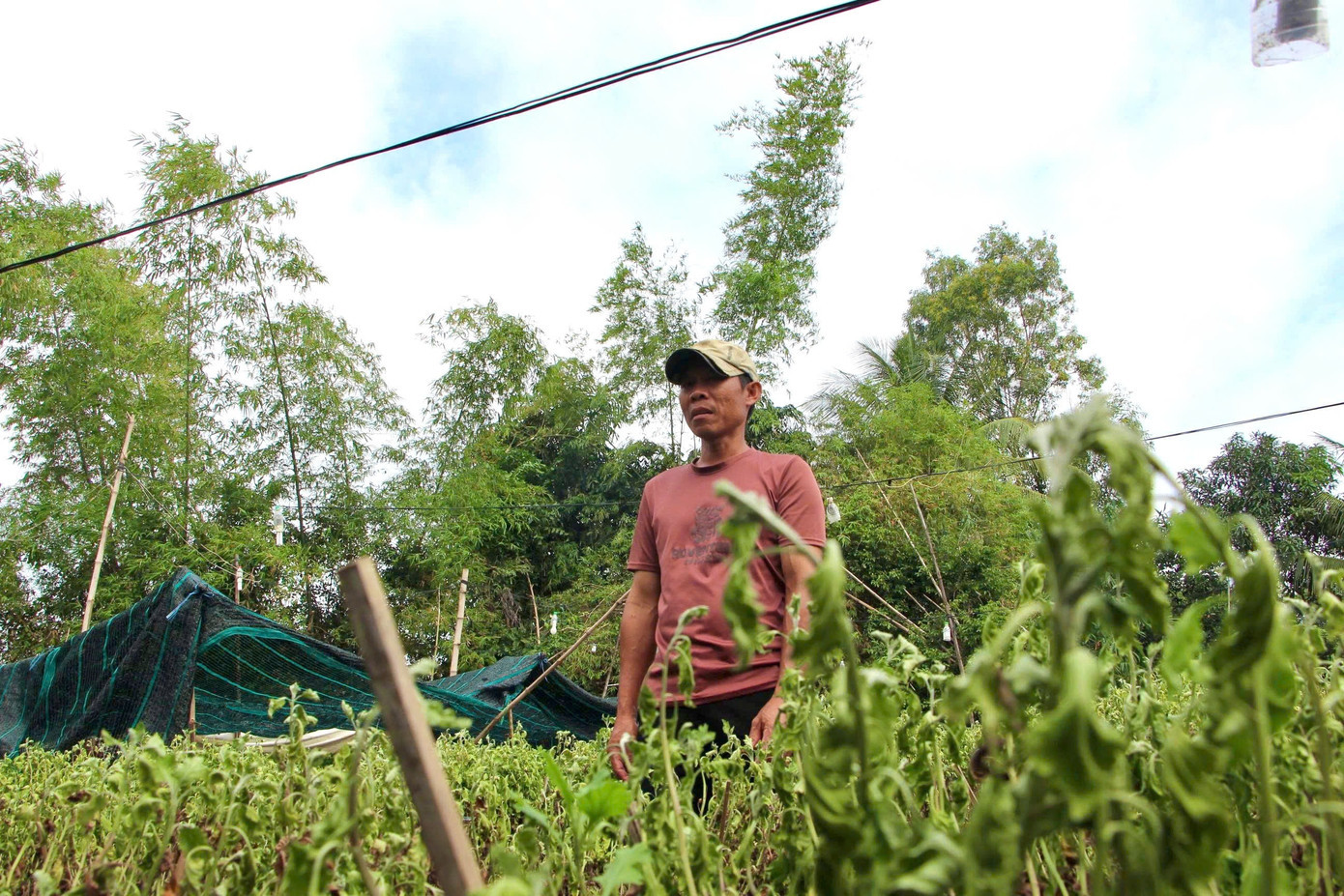 Ông Đoàn Trúc Hưng thất thần nhìn vườn cúc héo. 123.jpg