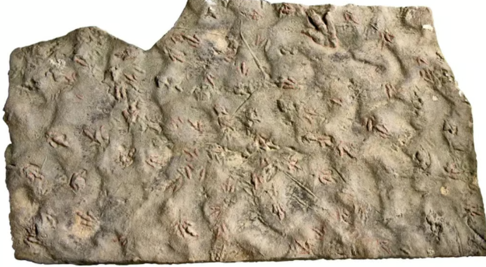 Nhặt bừa phiến đá về kê chân suốt 20 năm, hóa ra lại là ‘kho báu’ 190 triệu năm tuổi - ảnh 2