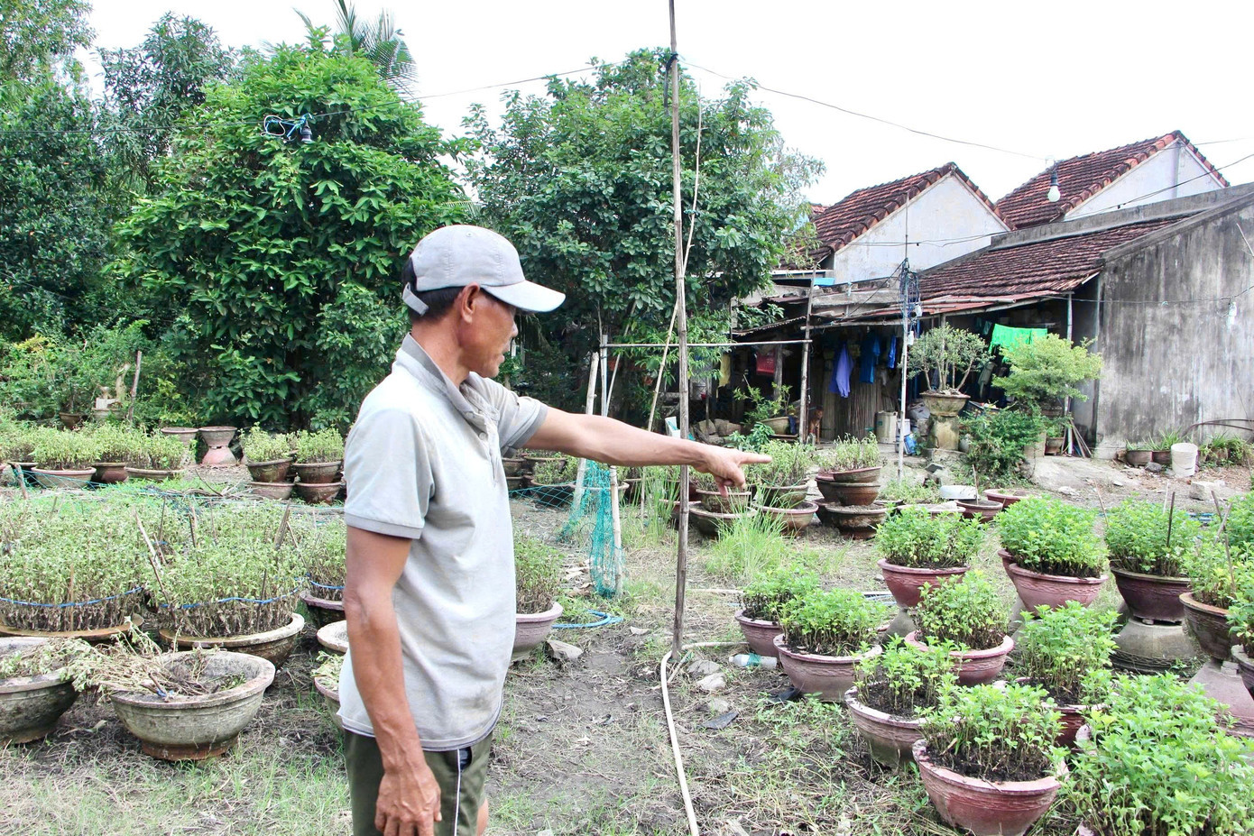 Hoa cúc Tết của một hộ dân thôn Phong Phú 1, phường Hòa Thắng bị thiệt hại do lũ. hoacuc-6.jpg