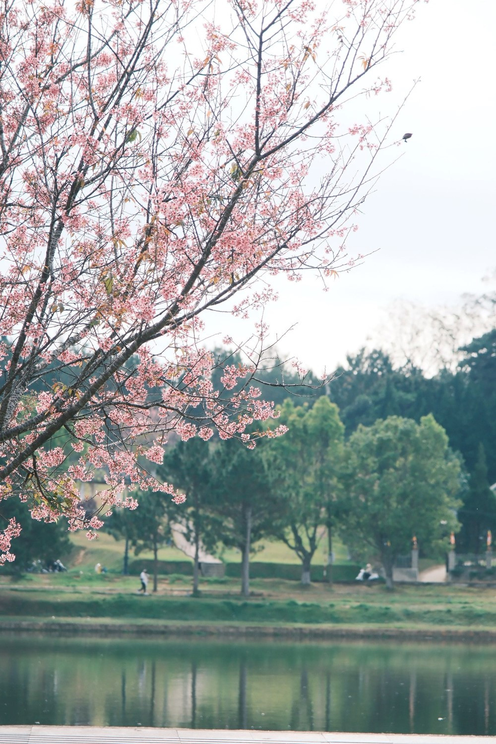 Nơi được mệnh danh là 'tiểu Paris của Việt Nam' có lượt tìm kiếm nhiều nhất trên Google 2025 - ảnh 1