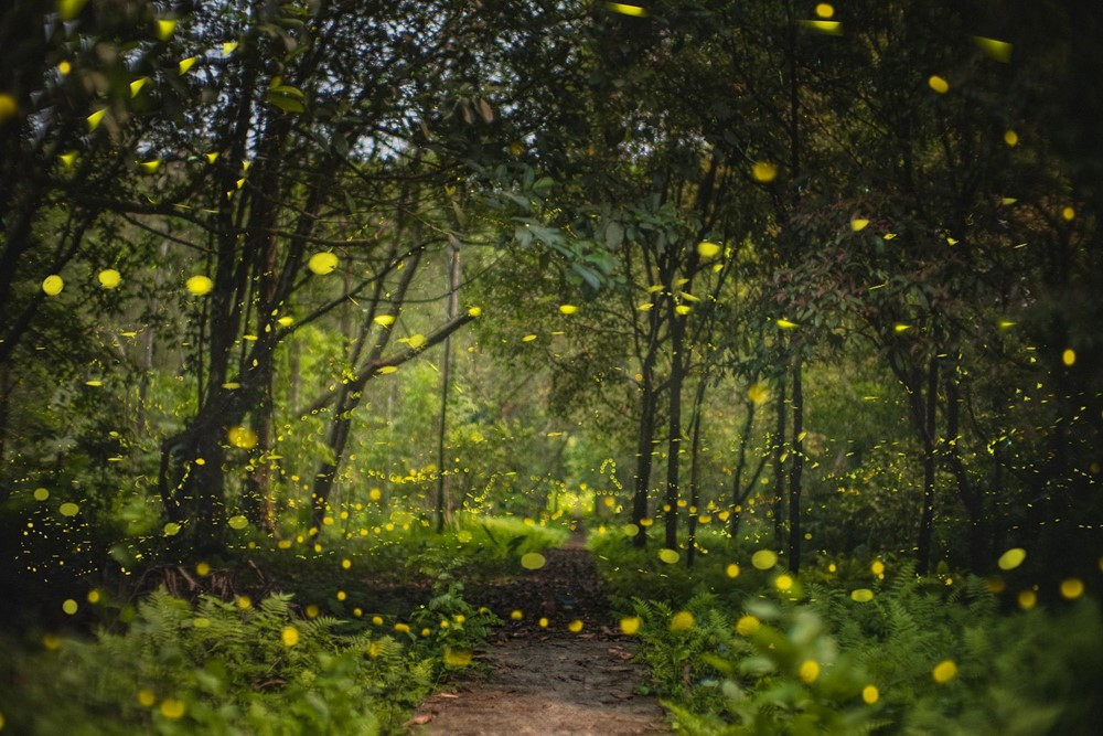 Tỉnh có nhiều VQG nhất cả nước, có một nơi 6 năm liên tiếp được truyền thông thế giới vinh danh - ảnh 3