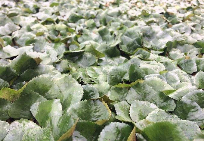 Mùa lội bùn để nhặt 'vàng' của người dân Phụ Dực - Hưng Yên: Trồng thứ quả đặc biệt bậc nhất, thu nhập cao gấp nhiều lần trồng lúa