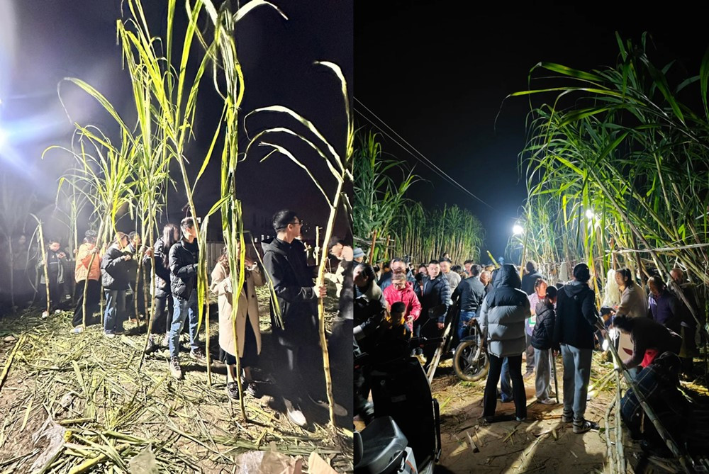 Trả tiền để được... trộm mía, dòng người ùn ùn kéo đến trải nghiệm cảm giác bị rượt đuổi - ảnh 3
